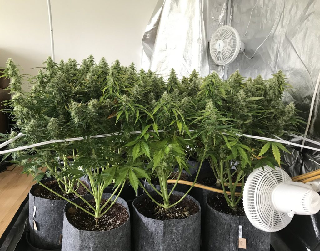 Scrog Cultivo de cannabis con SCROG paso a paso - Weedstockers