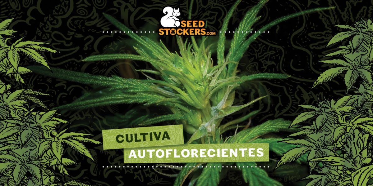 autoflorecientes, Weedstockers