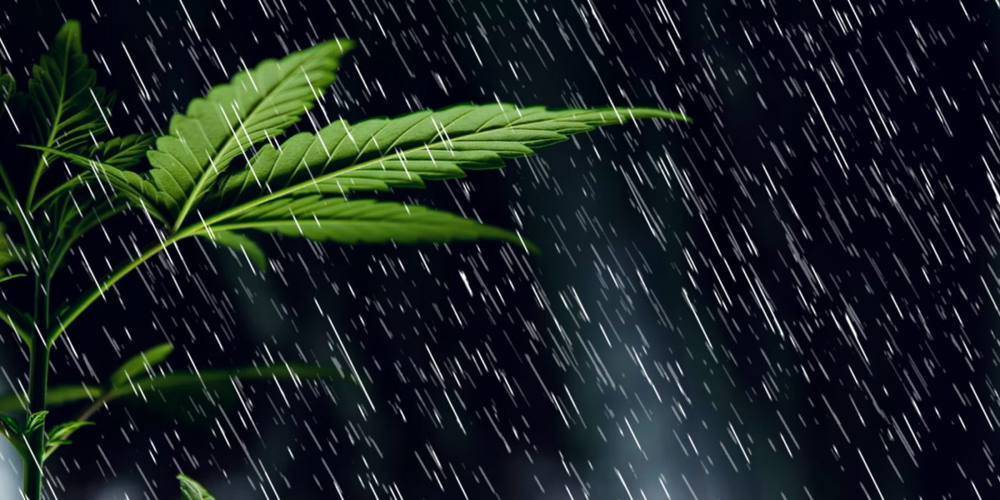 Las mejores variedades de cannabis para cultivar en exterior