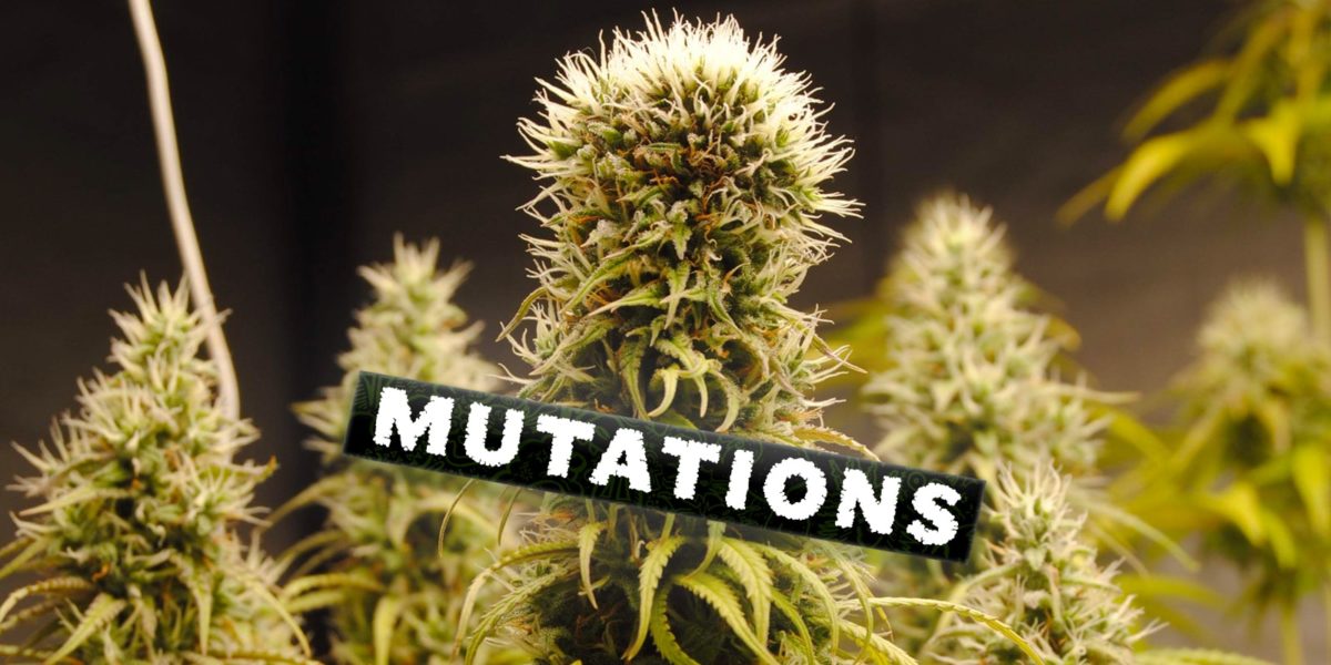 mutaciones, Weedstockers