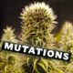 mutaciones, Weedstockers