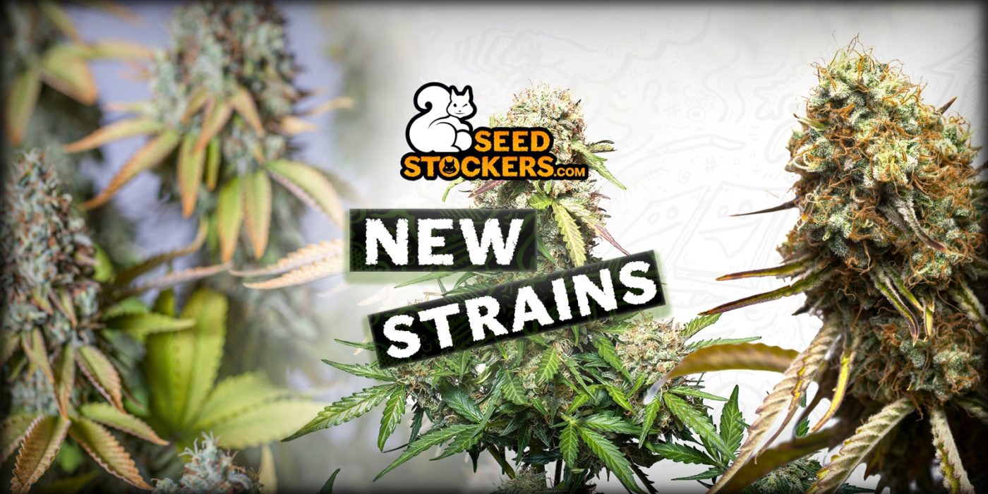 nuevas variedades de cannabis de seedstockers