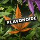 flavonoides, Weedstockers