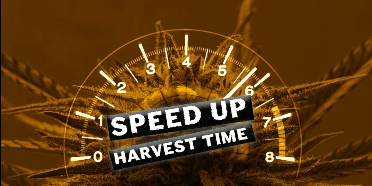 cultivar cannabis más rápido, Weedstockers
