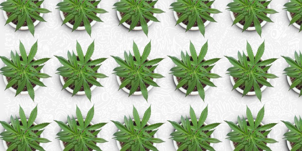 planta madre de cannabis, Weedstockers