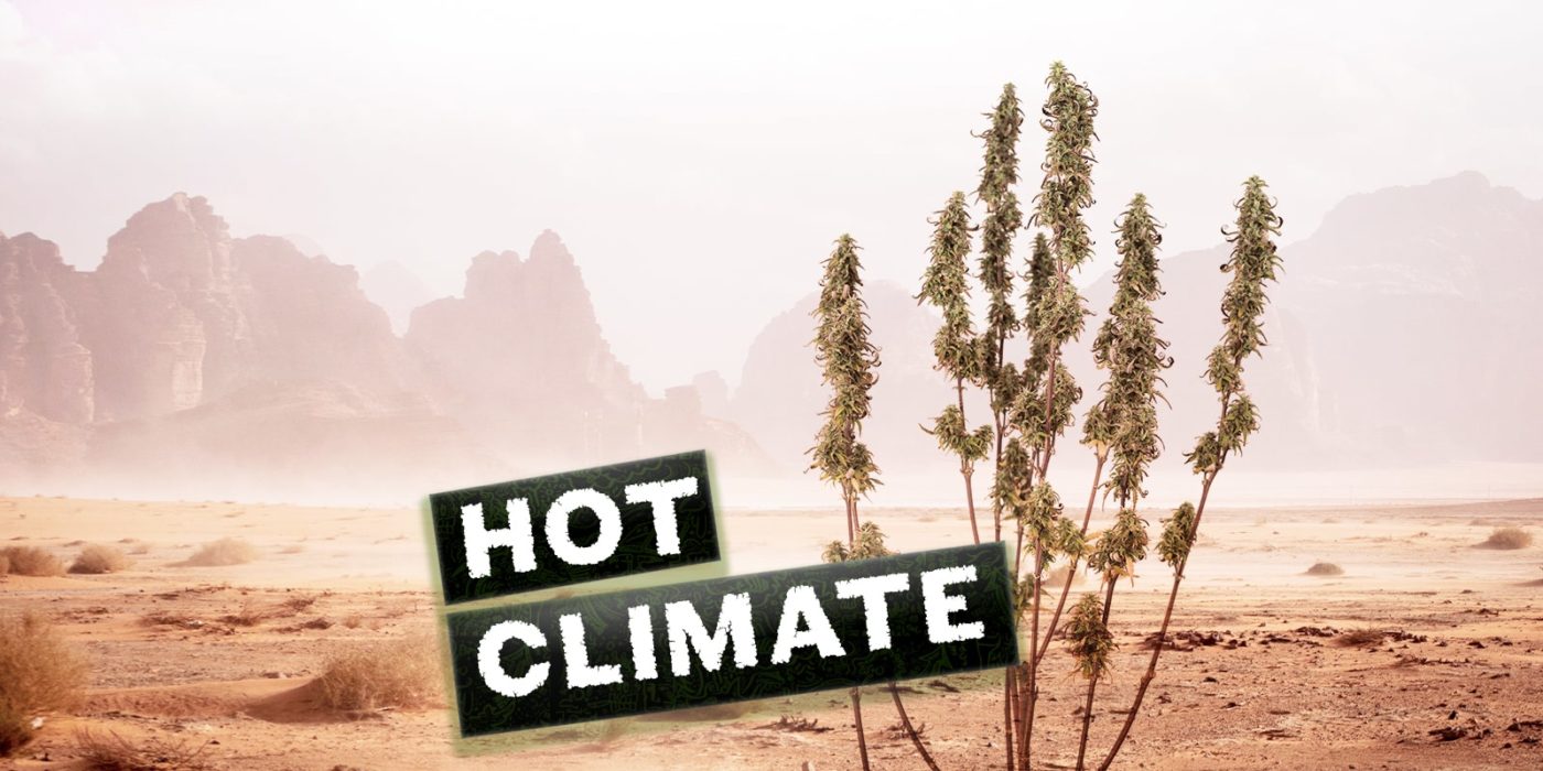 Las mejores variedades de cannabis para cultivar en climas cálidos