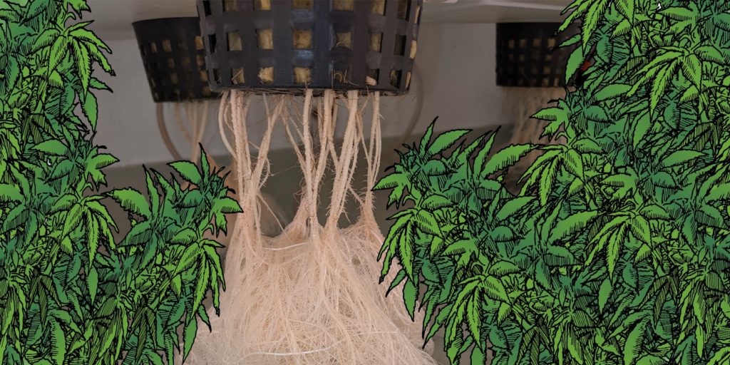raíces de cannabis, Weedstockers