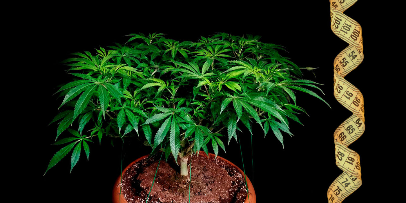 Maximizar los rendimientos del cannabis mediante la técnica de cultivo LST (Low Stress Training)