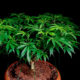 como-proteger-de-los-animales-las-plantas-de-cannabis, Weedstockers