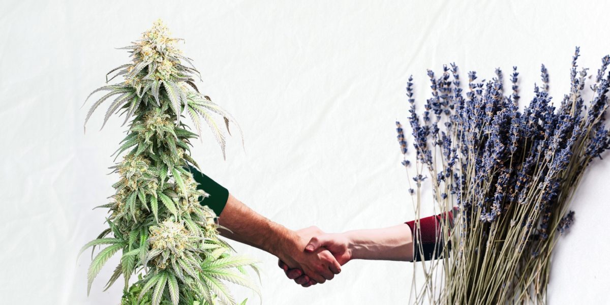Cannabis plantas de acompañamiento benificios, Weedstockers