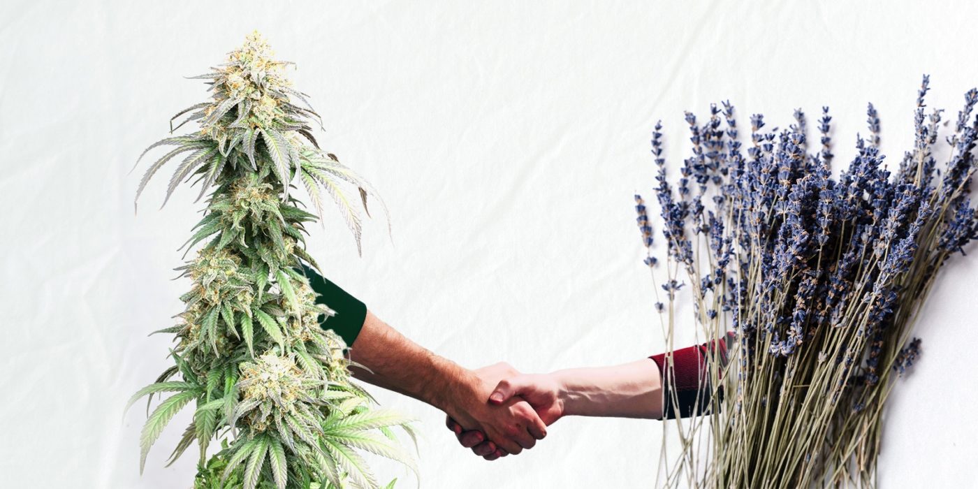 plantas de acompañamiento en el cultivo de cannabis