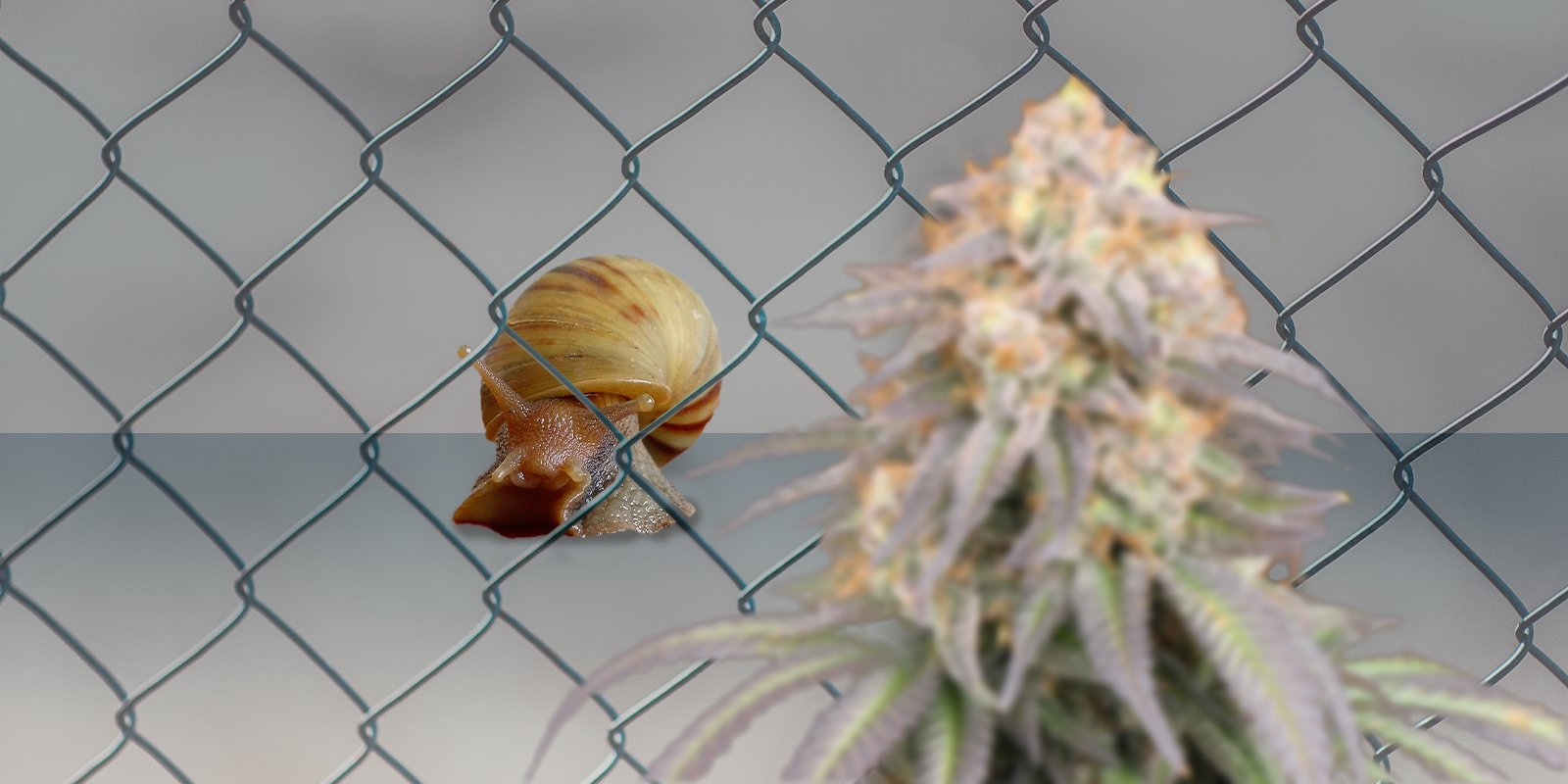 Piante da compagnia nella coltivazione della cannabis, Weedstockers